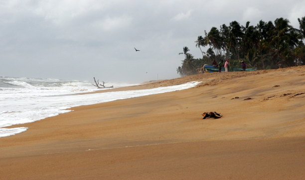 Bird Island