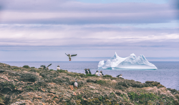 Bird Island